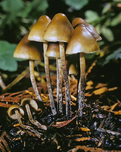 Psilocybe pelliculosa